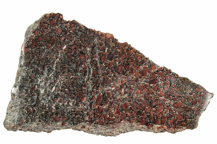 Polished Dinosaur Bone (Gembone) Section - Utah #240725